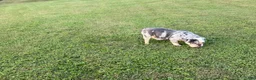 English Bulldog dogs for sale: English Bulldog 1 - Ad 9