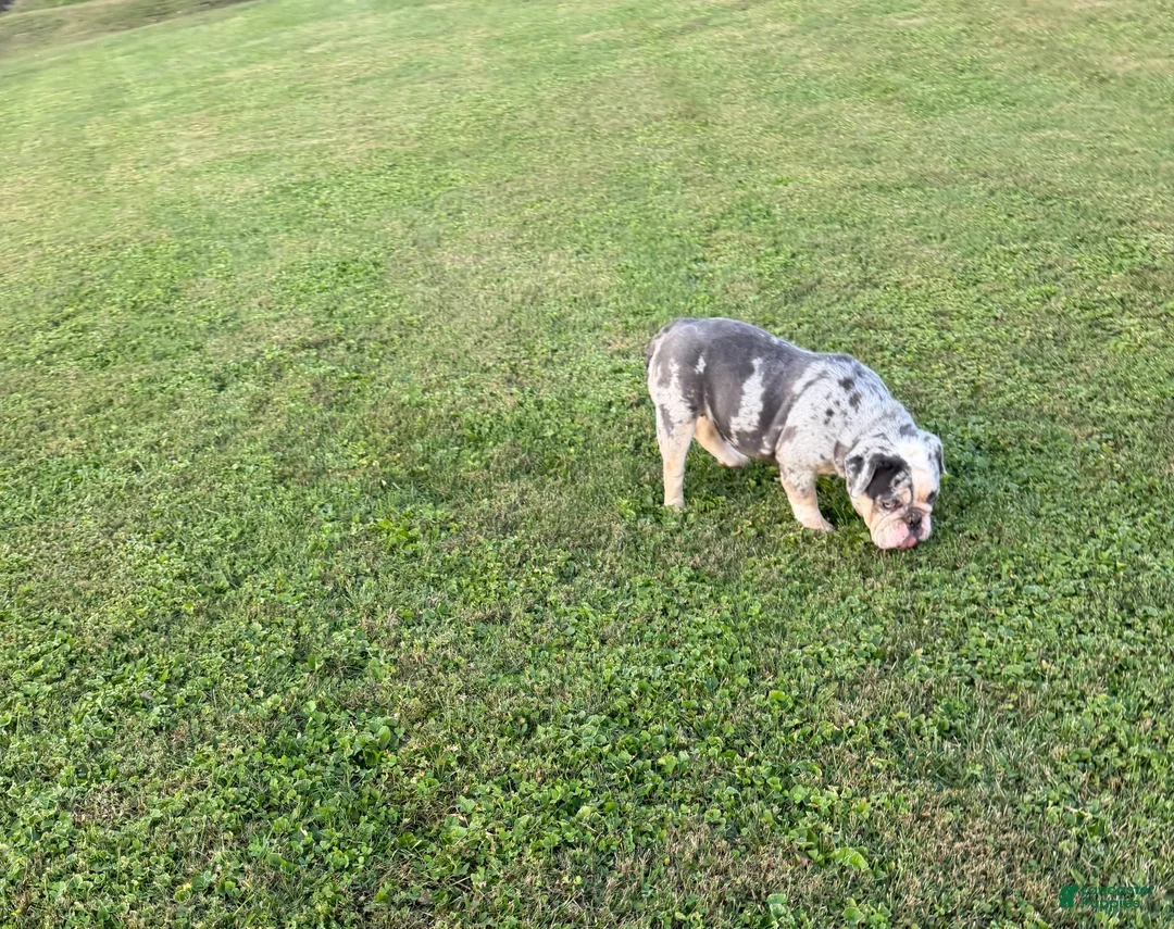English Bulldog dogs for sale: English Bulldog 1 - Ad 9