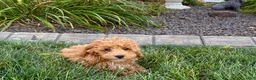 Maltipoo dogs for sale: Maltipoo 2 - Ad 8