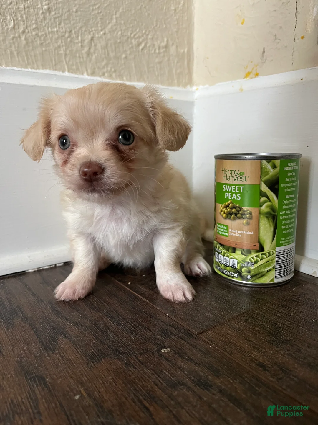 Chihuahua dogs for sale: Long hair green eyes-Logan - Ad 1