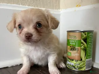 Chihuahua dogs Long hair green eyes-Logan - Ad 26