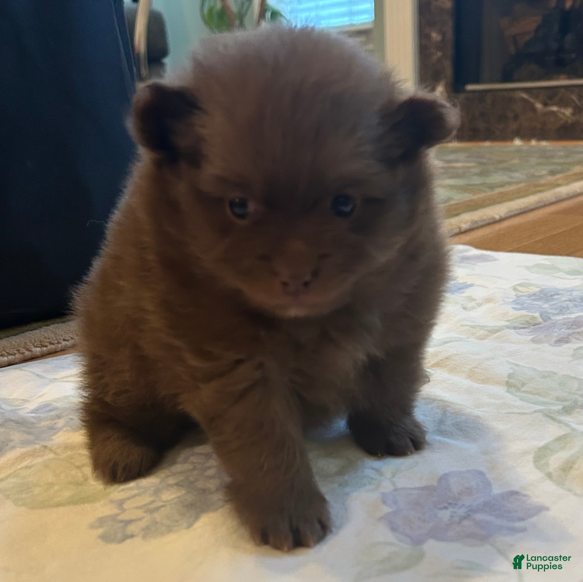Pomeranian dogs Pomeranian Puppy 1 - Ad 4