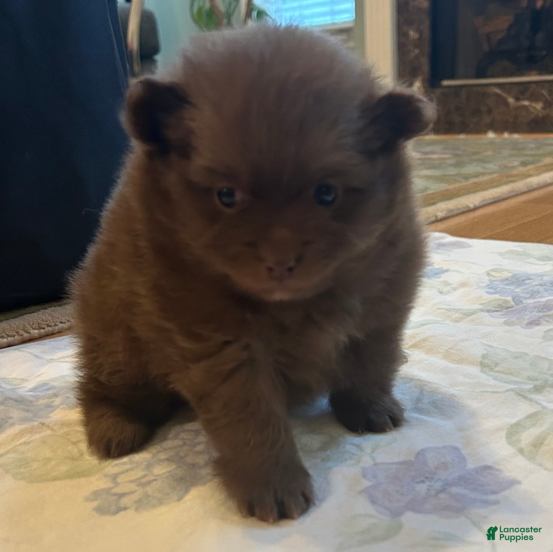 Pomeranian dogs for sale: Pomeranian Puppy 1 - Ad 1