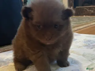 Pomeranian dogs Pomeranian Puppy 1 - Ad 10