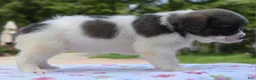 Mixed Breed dogs for sale: Zoey blue pied fluffy  - Ad 23