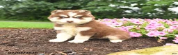 Pomsky dogs for sale: Elmer - Ad 1