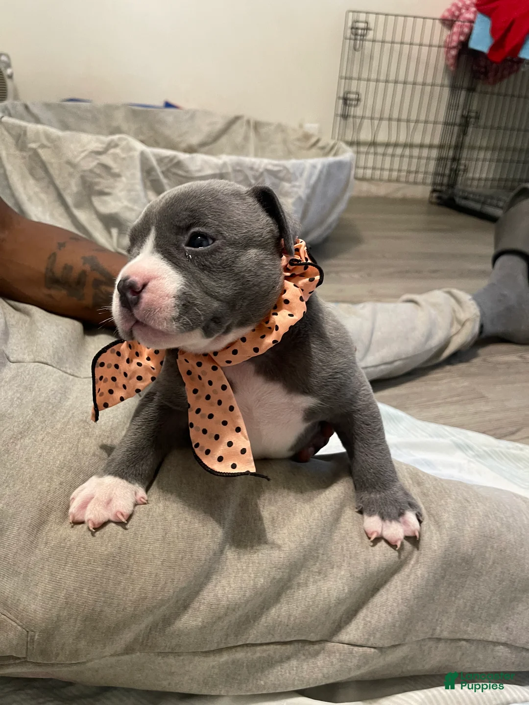 American Bully dogs for sale: American Bully Puppy 5 - Ad 2