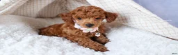 Toy Poodle dogs for sale: Tansy  - Ad 21