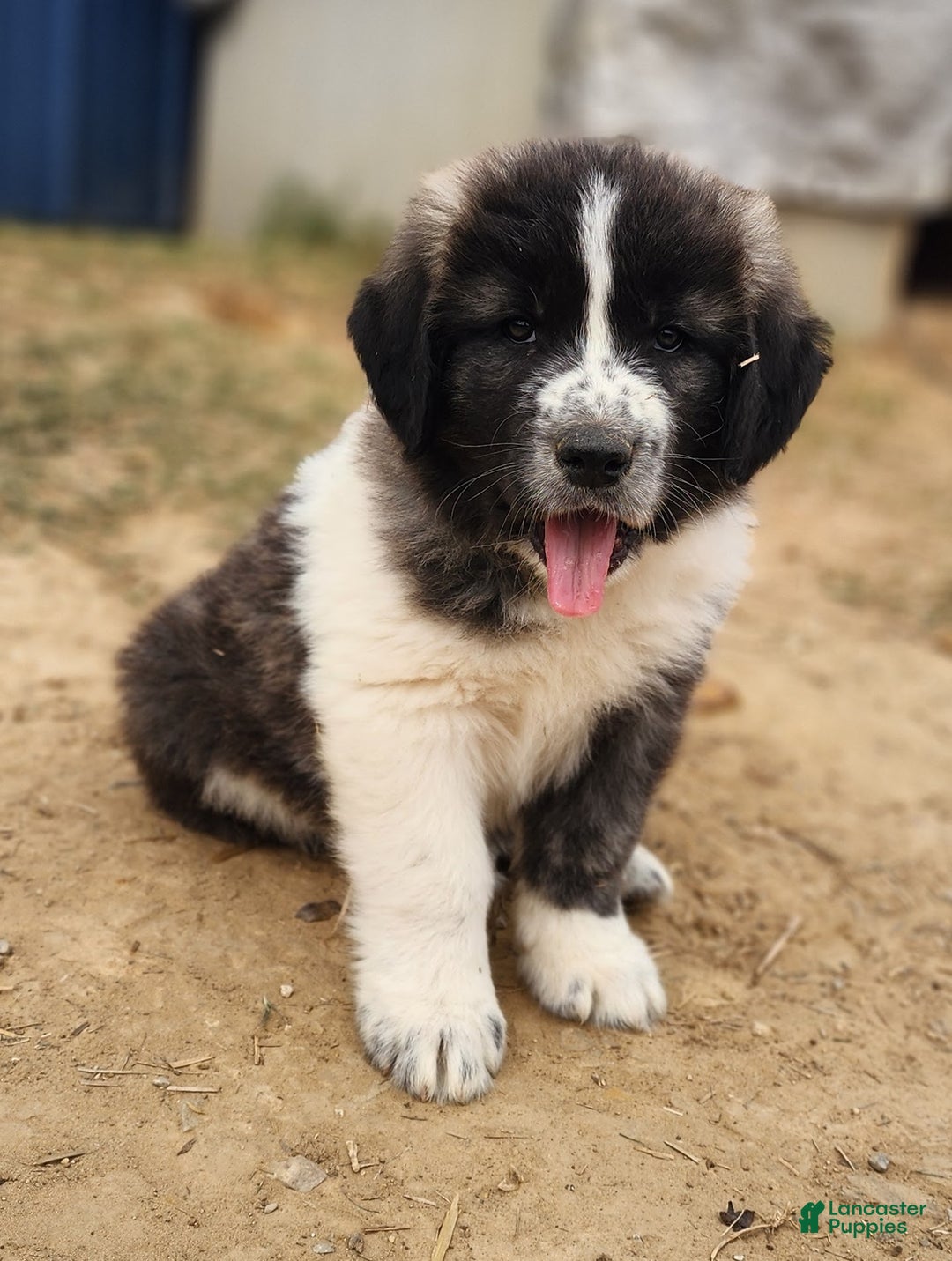 Anatolian Shepherd dogs for sale: Zena 2025 M2 ASD puppy - Ad 12