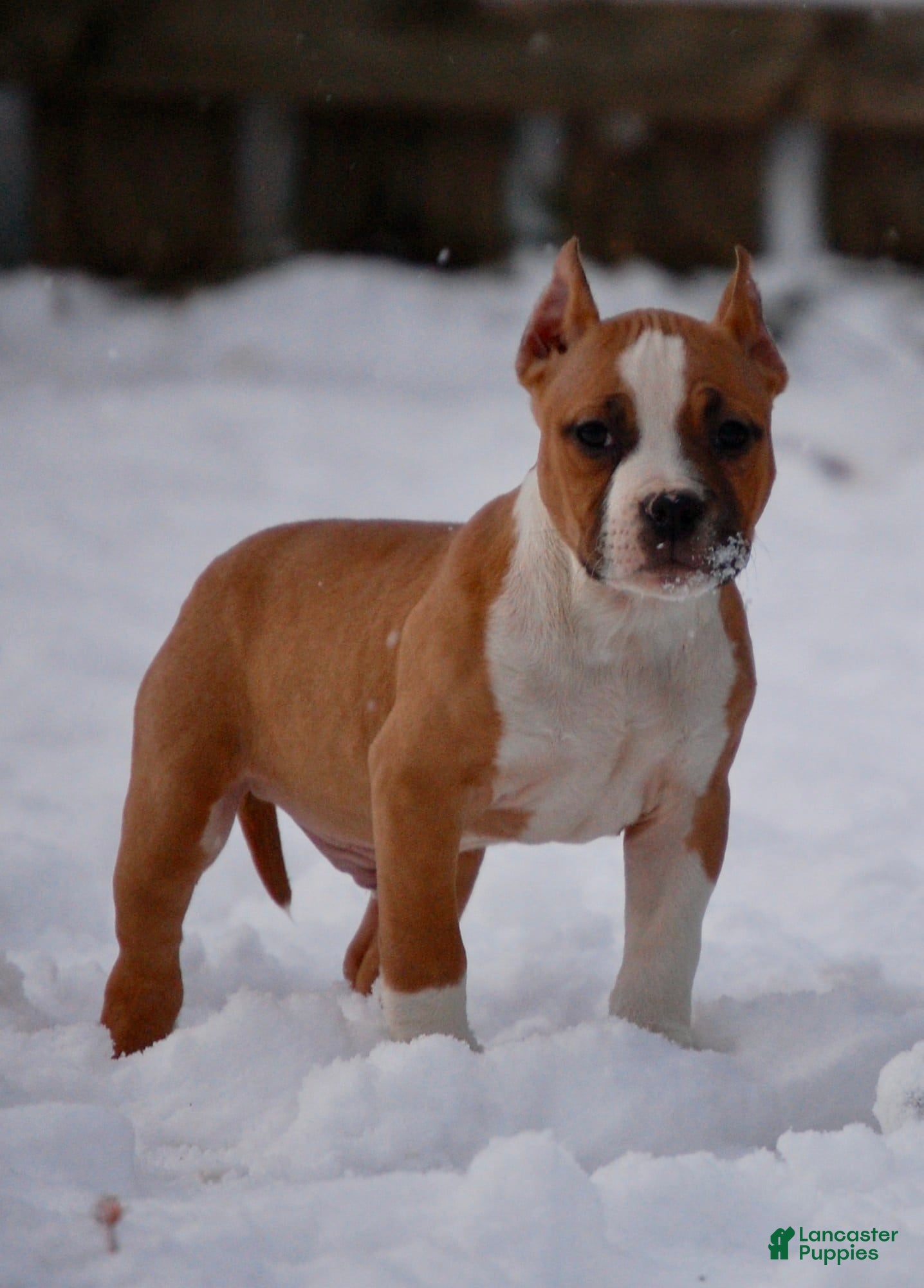 American Bully dogs American Pocket Bully Male - Ad 42