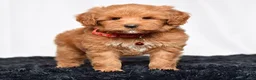 Mini Goldendoodle dogs for sale: Ms. Mackenzie  - Ad 8