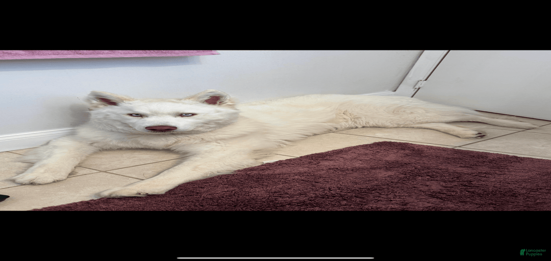 Gallery Image {{count}}