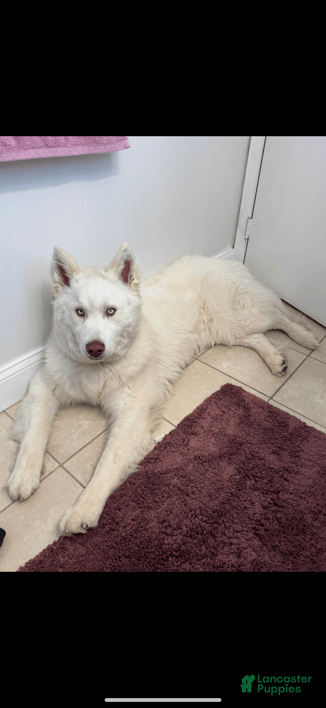 Gallery Image {{count}}