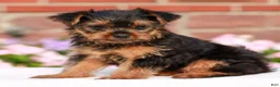Yorkshire Terrier dogs for sale: Jessie  - Ad 2