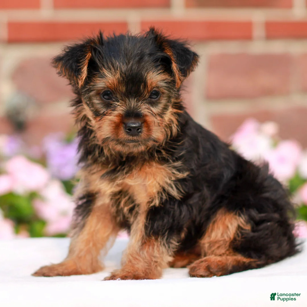 Yorkshire Terrier dogs for sale: Jessie  - Ad 2