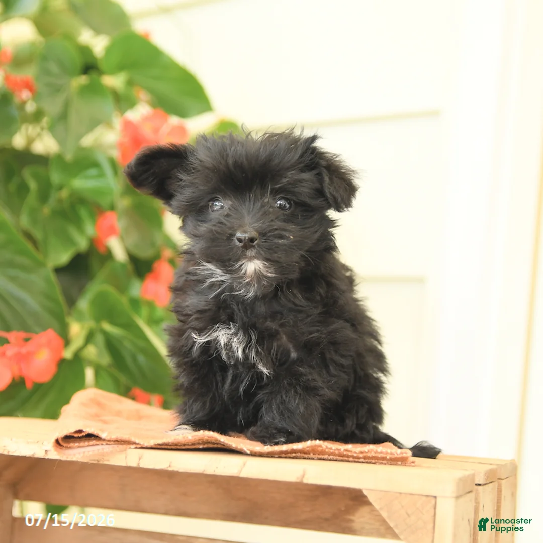 Morkie dogs for sale: Hannah - Ad 3