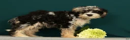 Mini Bernedoodle dogs for sale: Patrick - Ad 5