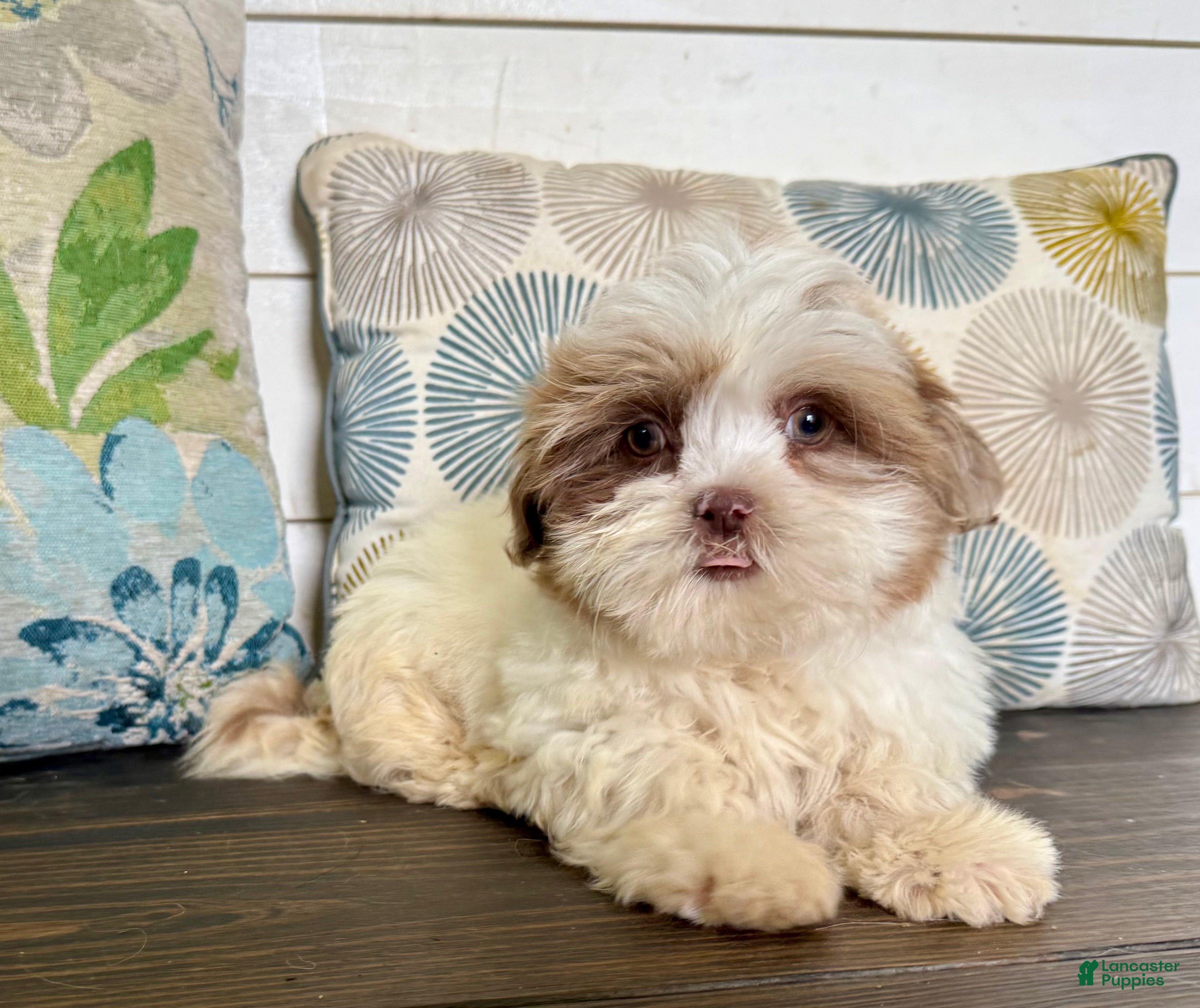 Shihpoo dogs Prince  - Ad 41