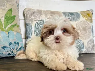 Shihpoo dogs Prince - Ad 2