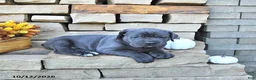 Cane Corso dogs for sale: Rio - Ad 4