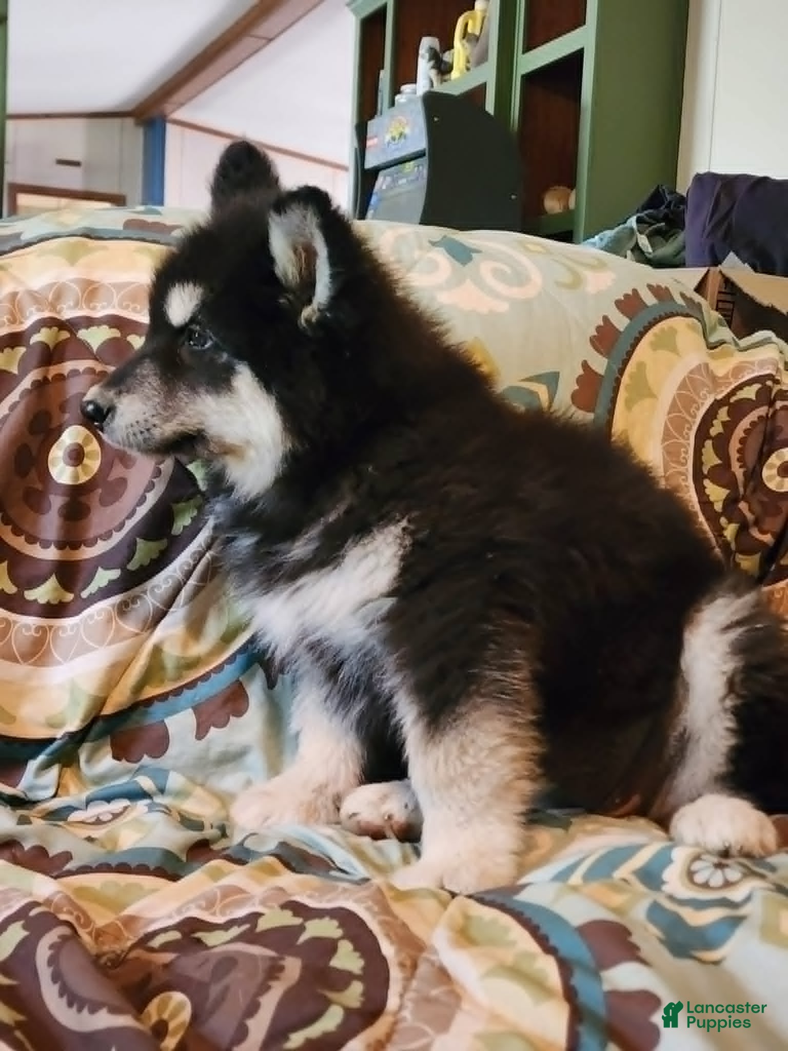 Alaskan Malamute dogs for sale: Alaskan Malamute Puppy 3 - Ad 3
