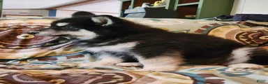 Alaskan Malamute Puppy 3