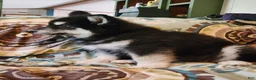 Alaskan Malamute dogs for sale: Alaskan Malamute Puppy 3 - Ad 1