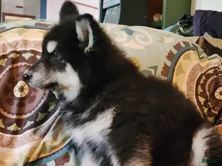 Alaskan Malamute dogs for sale: Alaskan Malamute Puppy 3 - Ad 3