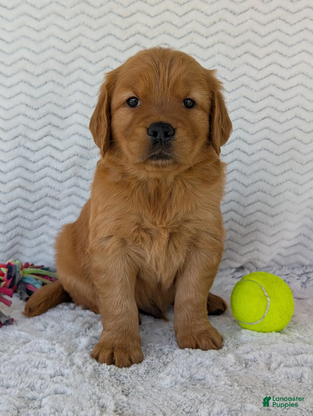 Golden Retriever dogs for sale: Charlie - Ad 2