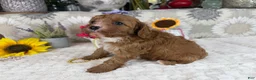 Cavapoo dogs for sale: Kayla - Ad 5