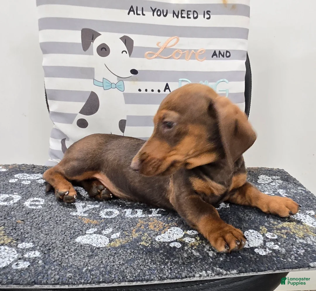 Miniature Dachshund dogs for sale: Davy - Ad 8