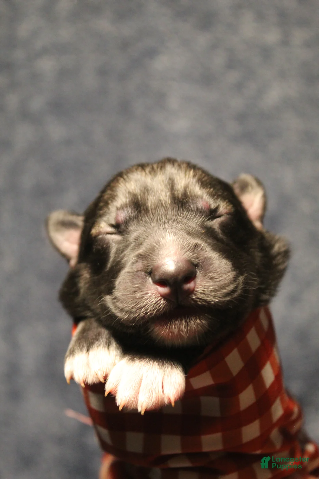 Gerberian Shepsky dogs for sale: 6 Red - Ad 12