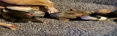 Chihuahua 3