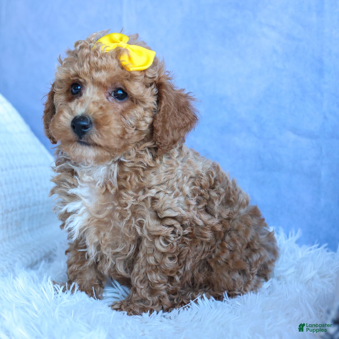 Miniature Poodle dogs for sale: LINSEY - Ad 11