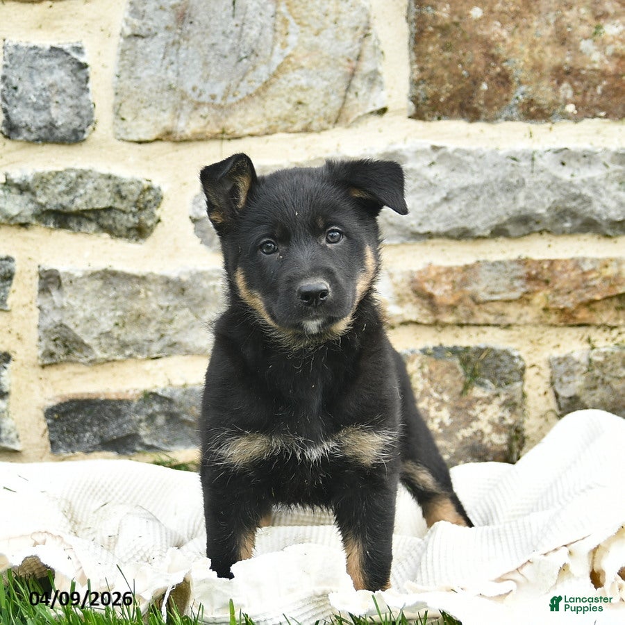 Mixed Breed dogs for sale: Callie  - Ad 2
