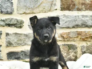 Mixed Breed dogs for sale: Callie - Ad 2