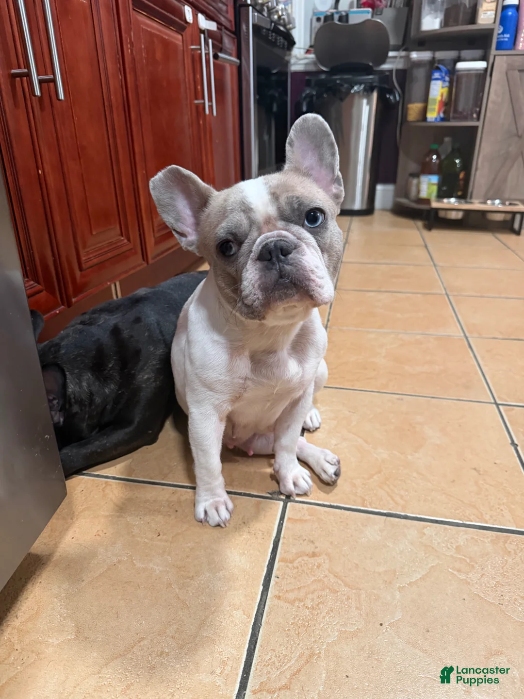 French Bulldog dogs for sale: French Bulldog Puppy 1 - Ad 6