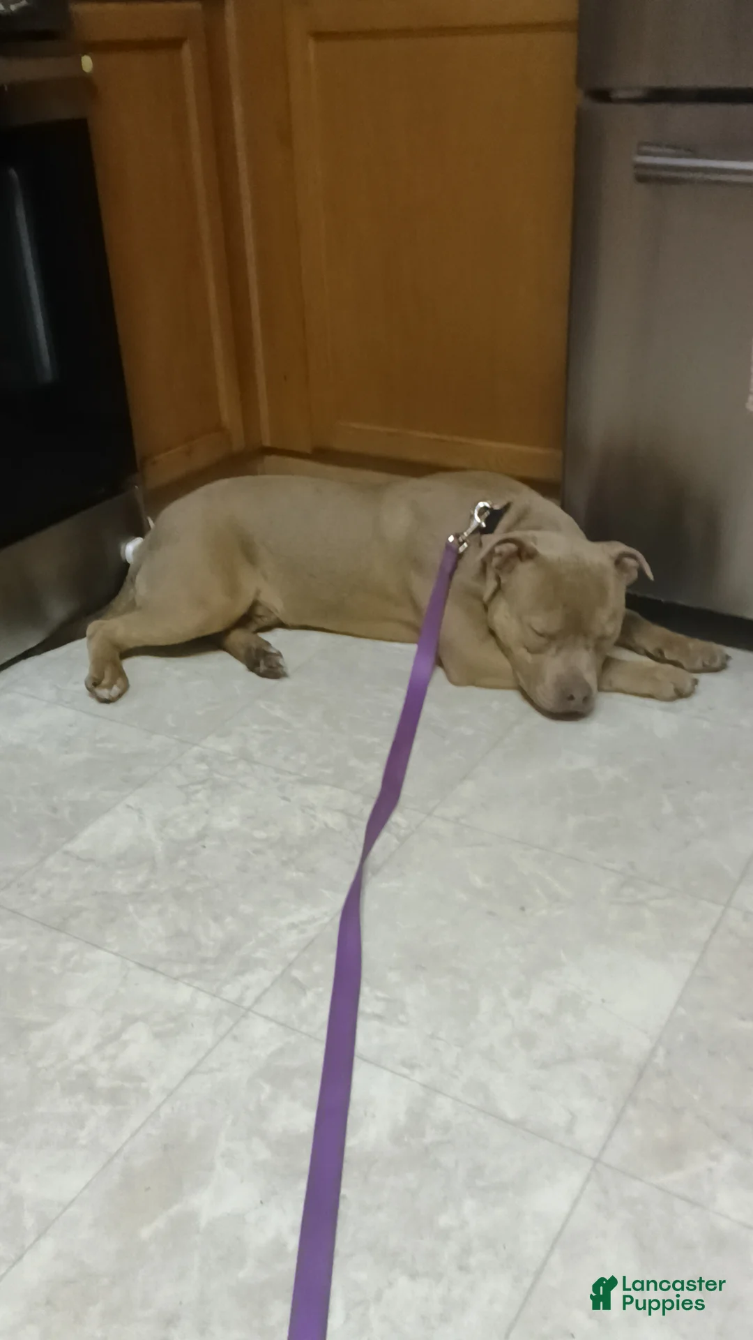 American Bully dogs for sale: American Bully Puppy 1 - Ad 4