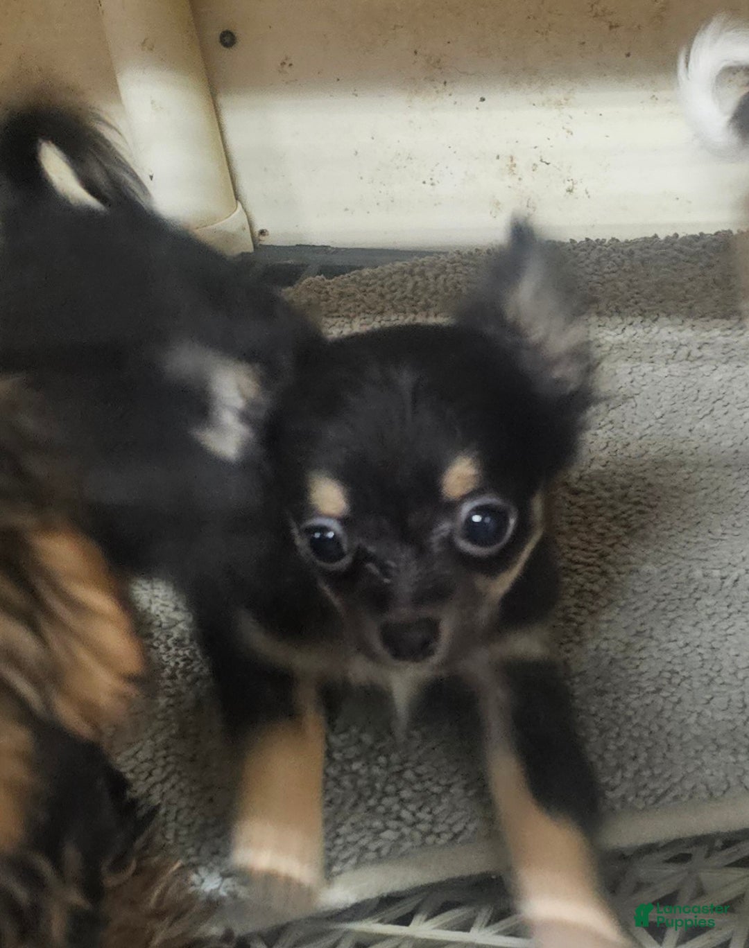 Chihuahua dogs for sale: Fredrick - Ad 1