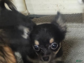 Chihuahua dogs Fredrick - Ad 27