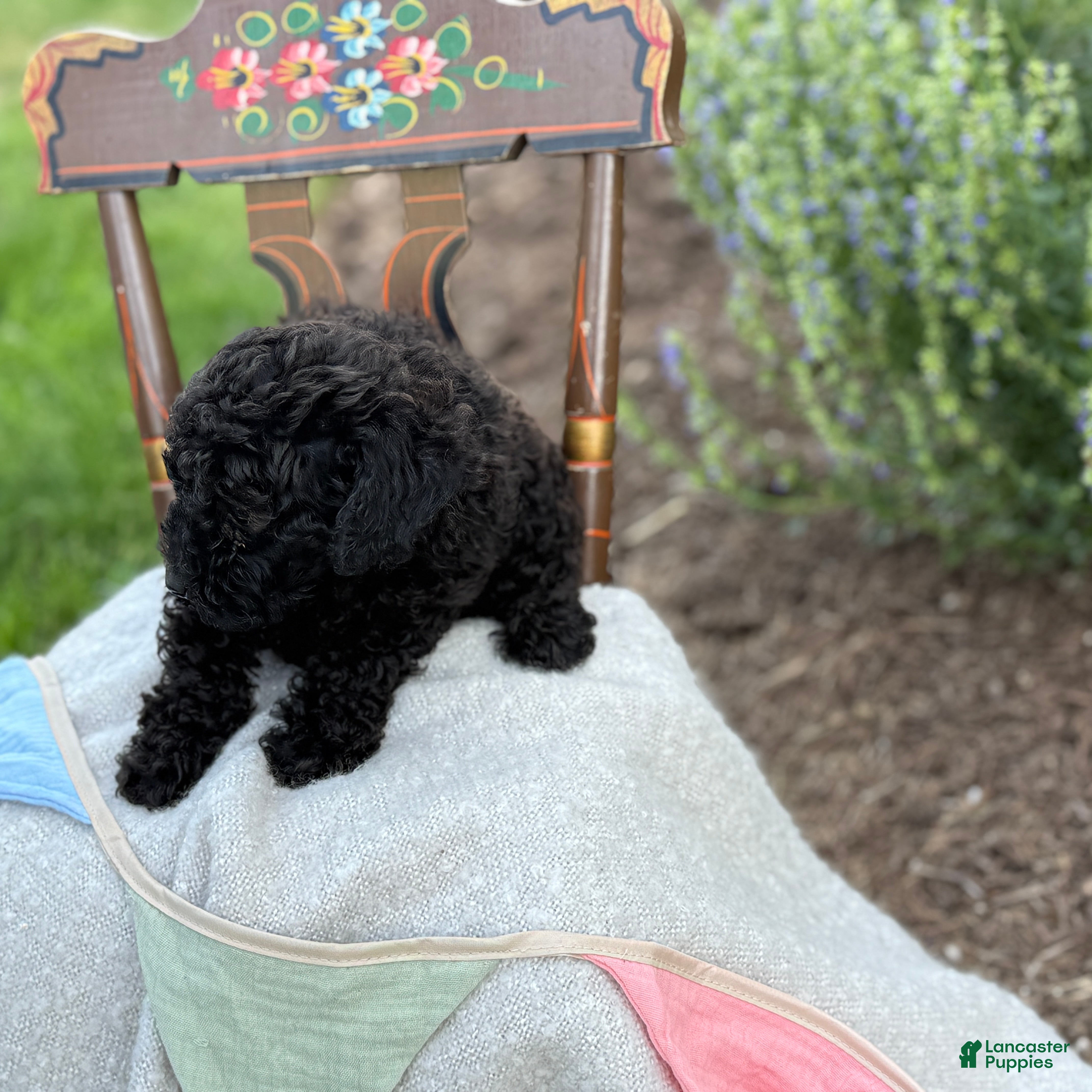Toy Poodle dogs Captain - Ad 2