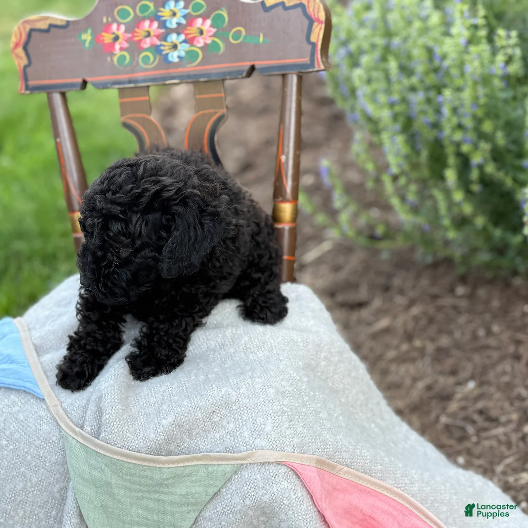 Toy Poodle dogs for sale: Captain - Ad 2