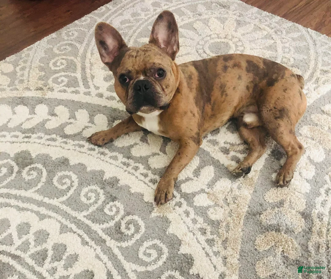 Gallery Image {{count}}