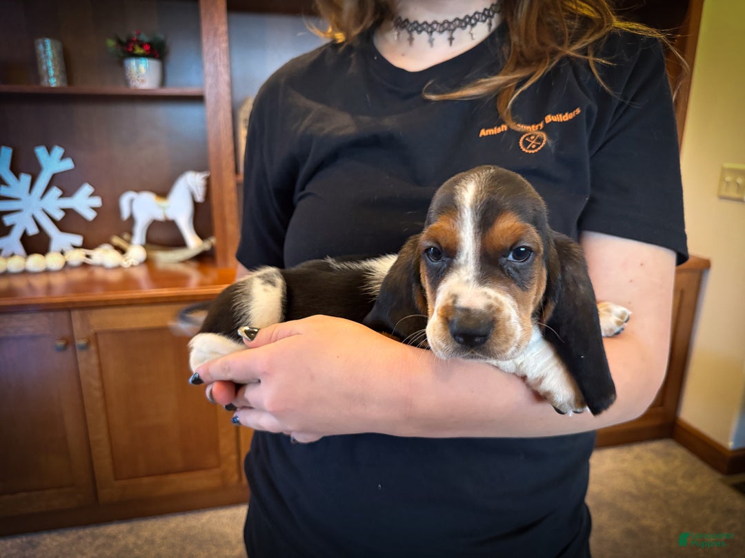 Basset Hound dogs for sale: Mackenzie - Ad 1