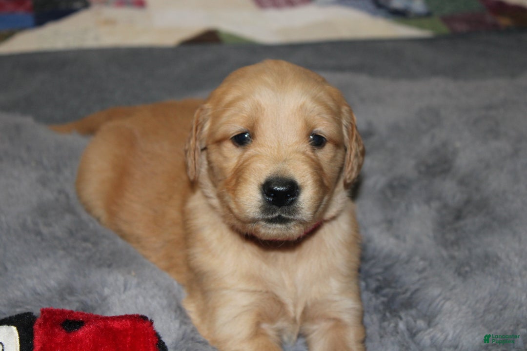 Golden Retriever dogs for sale: Fawn - Ad 3