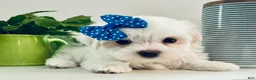 Maltese dogs for sale: Toy sized Anya - Ad 2
