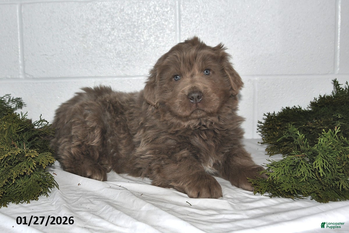 Newfoundland dogs Nilson - Ad 8