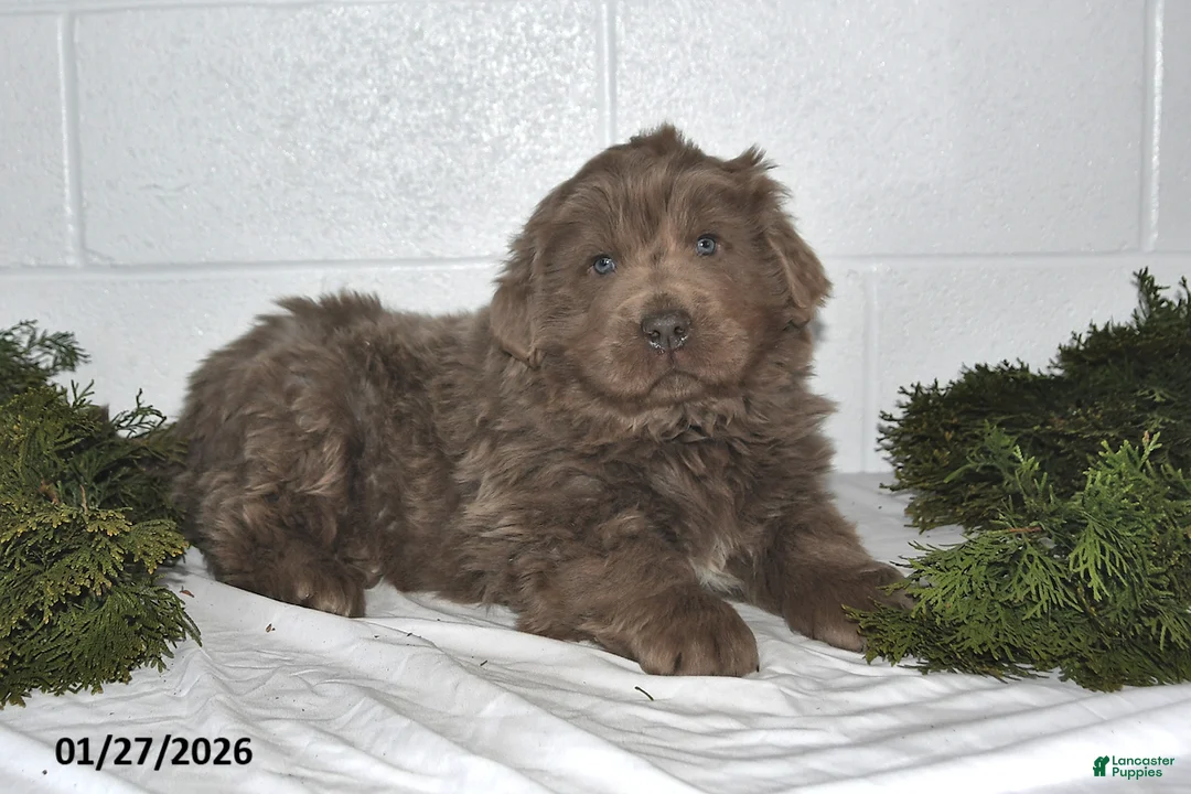 Newfoundland dogs for sale: Nilson - Ad 1