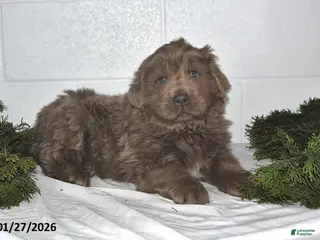 Newfoundland dogs Nilson - Ad 8