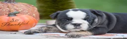 English Bulldog dogs for sale: Francesca - Ad 9
